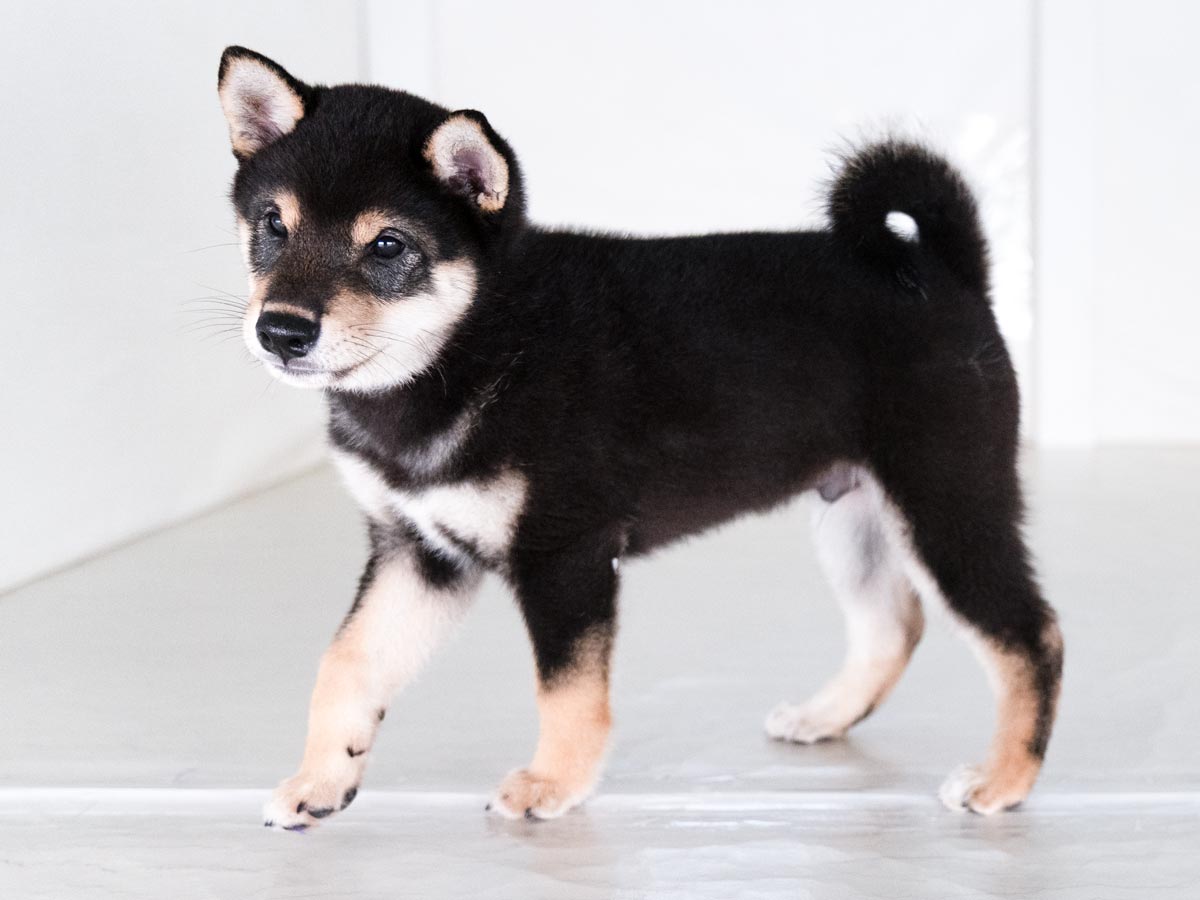 黒柴子犬販売 | ID4563 | 完全保証付き | 三重・東京対応 | 柴犬