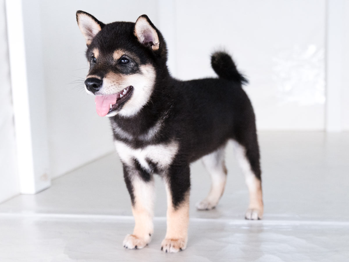 特別価格！【原画（額縁無し）】『バシルマ』（犬　柴犬） お手軽価格で贈りやすい 特別価格！【原画（額縁無し