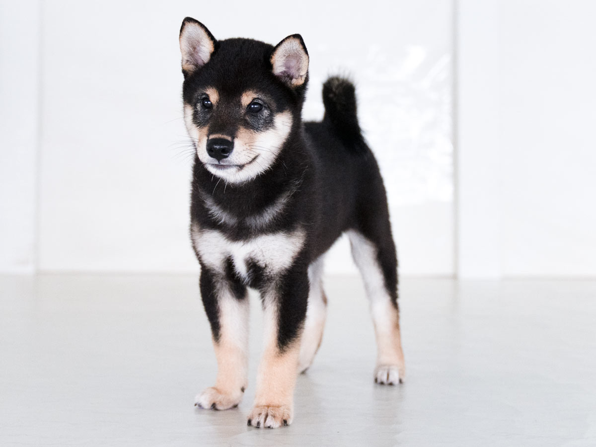 ココドル　柴犬 5751 柴犬 黒：おもちゃ：百町森