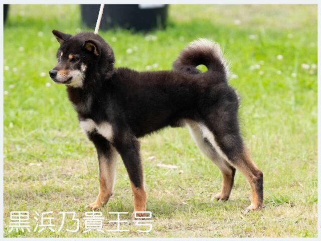 黒浜乃貴王号