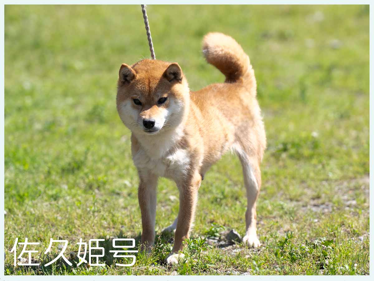 佐久姫号