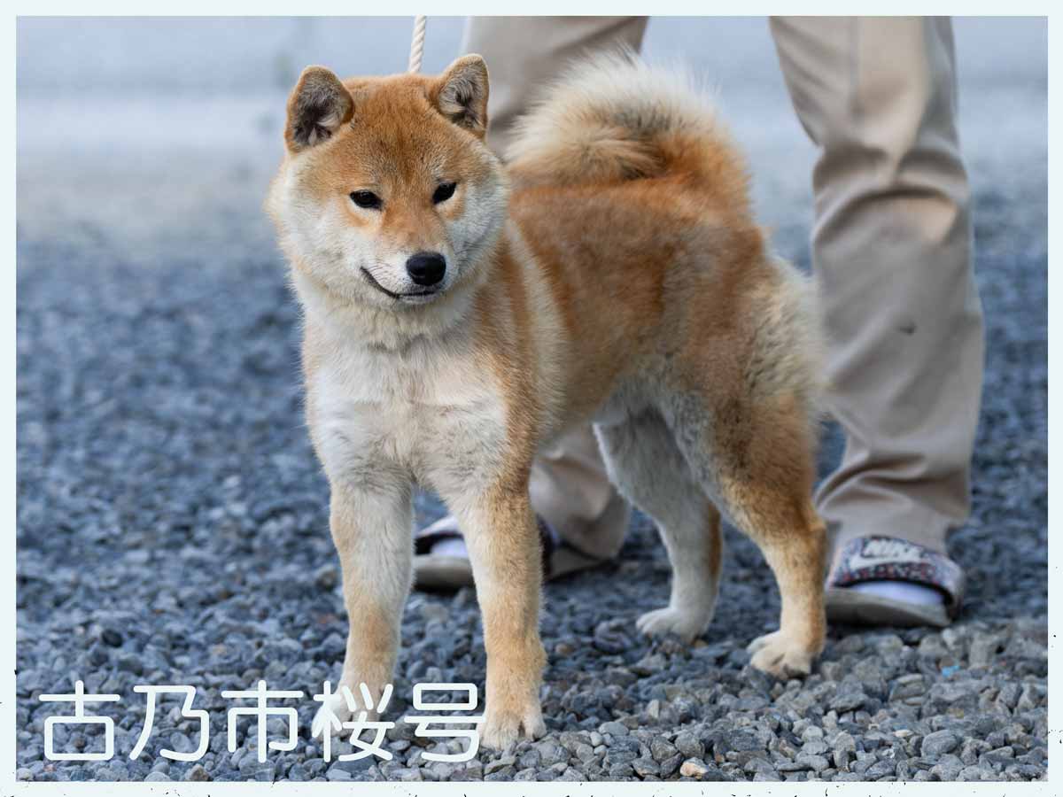 古乃市桜号