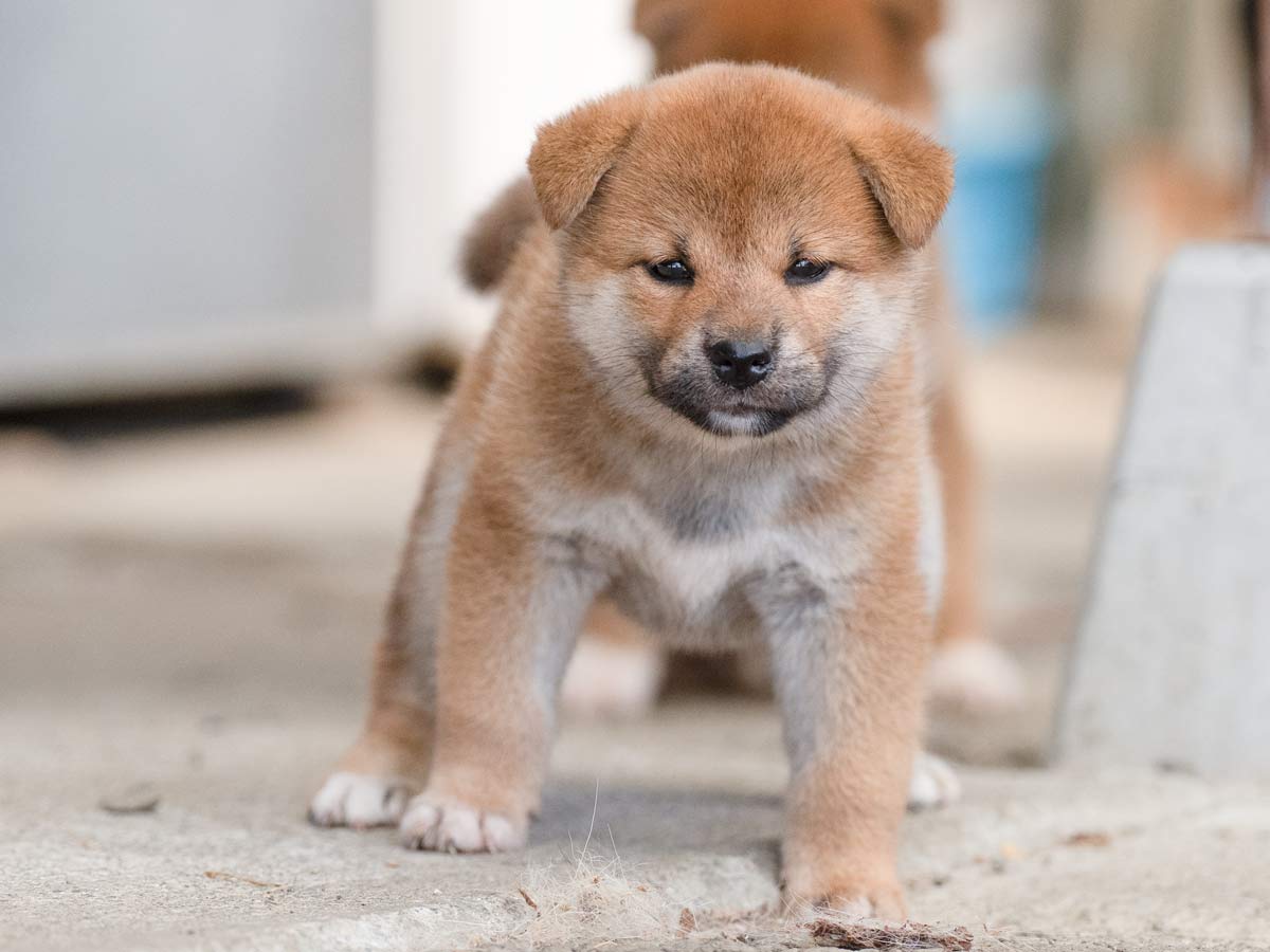 赤柴 赤柴 】丸顔・どすこい・穏やかな最高の和犬フェイスの逸材