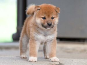 特別価格！【原画（額縁無し）】『バシルマ』（犬　柴犬） ワンフルエンサーが大集合！ 柴犬だいすきマガジンは見逃せない