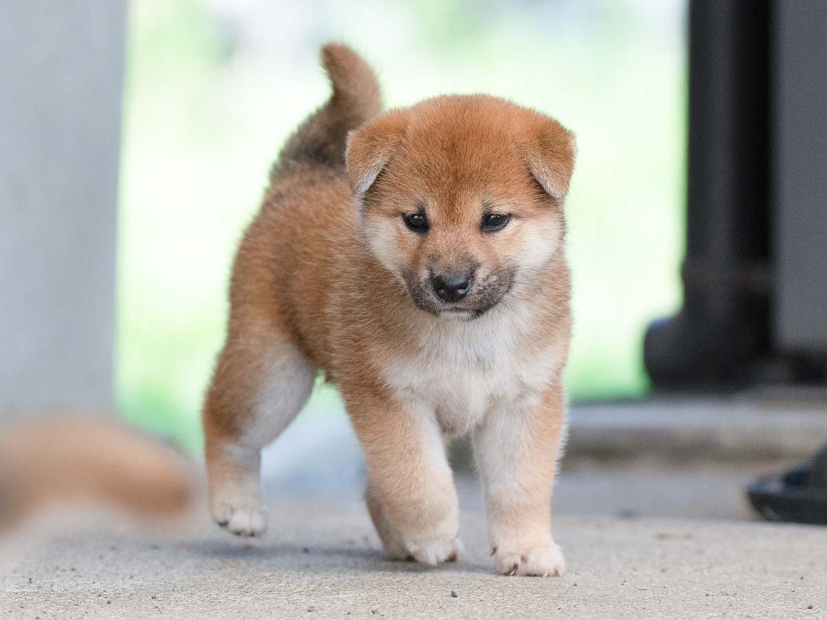 赤犬です Amazon.co.jp: 全4種 海軍 DX ワンピース センゴク 黄猿 赤犬