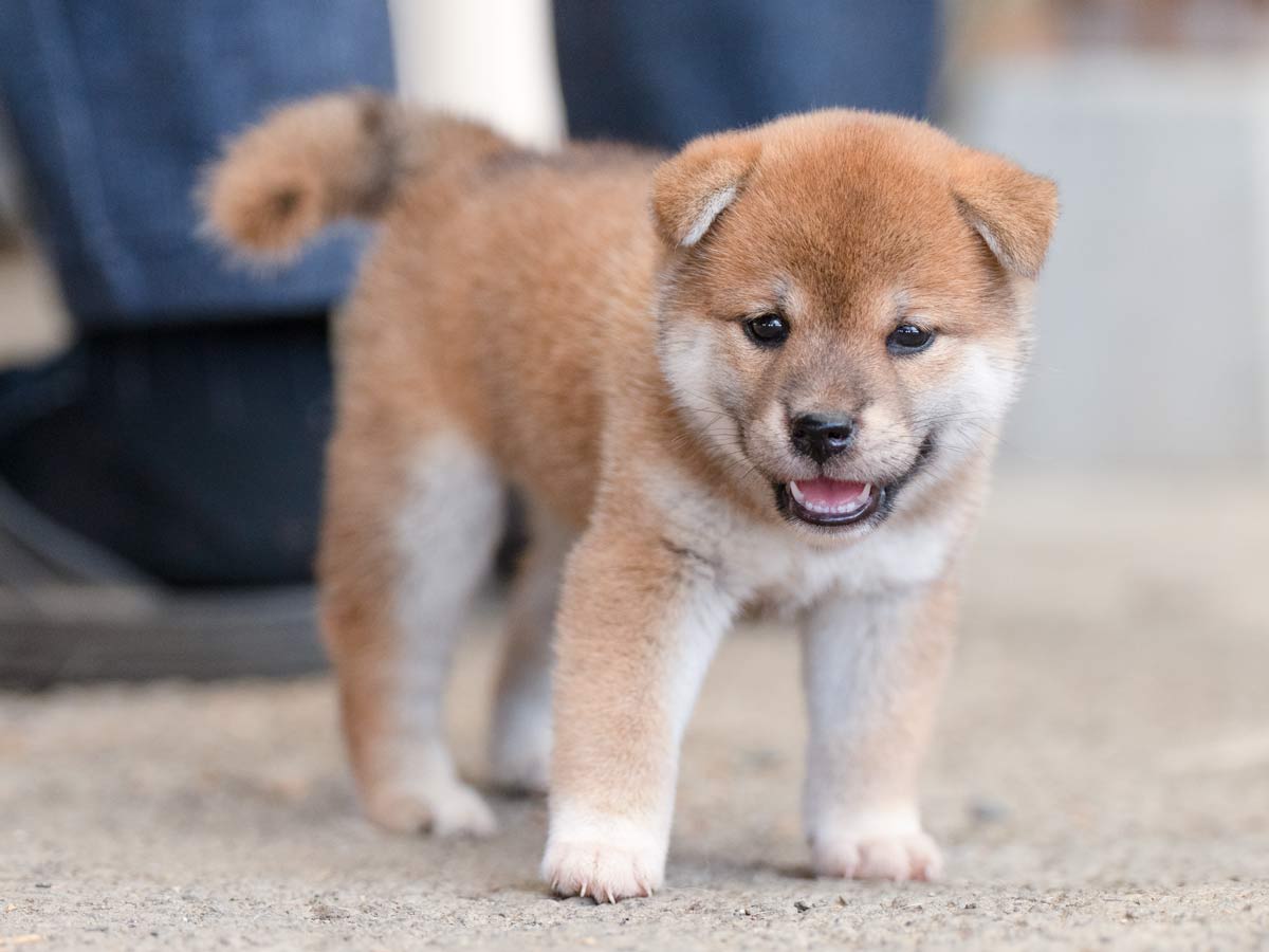 ID4567赤メス柴犬の販売情報 – 山梨県・東京引渡し可能