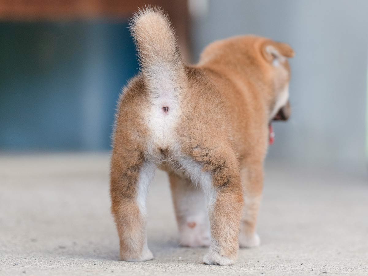ID4567赤メス柴犬の販売情報 – 山梨県・東京引渡し可能