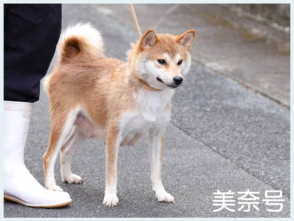 美奈号