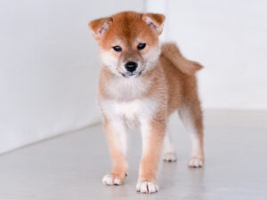 【⚠️交渉済み専用】犬居葉菜　山本小鉄子　うすいしっぽ No.2401 わた（白柴 メス） | 武蔵照陽荘｜良質で健康な柴犬の