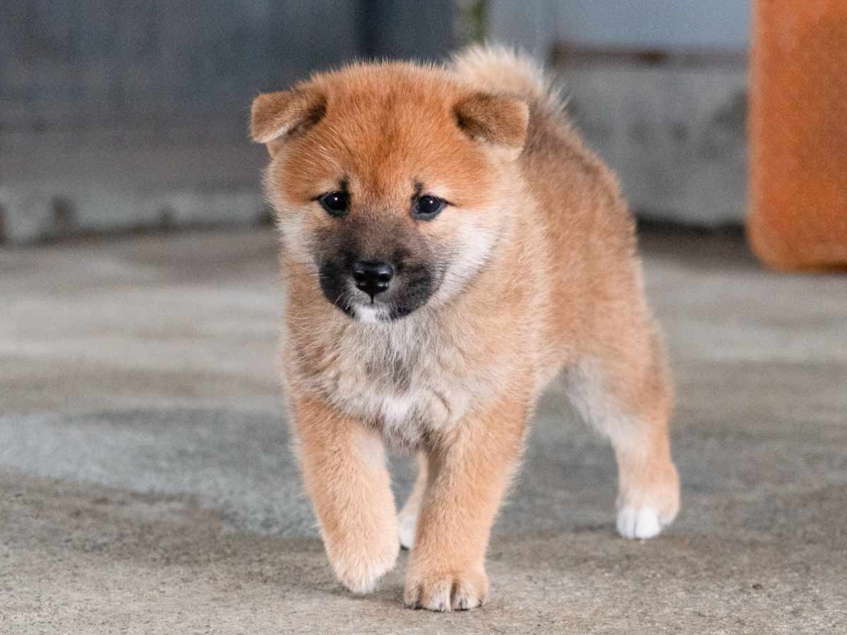 赤柴メス子犬】ID4588の詳細情報と購入ガイド｜価格・血統・保証