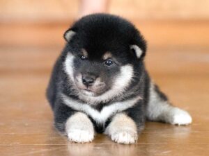黒柴・親犬紹介】龍門の黒翔号（ID10042）｜優良血統の黒柴オス｜東京