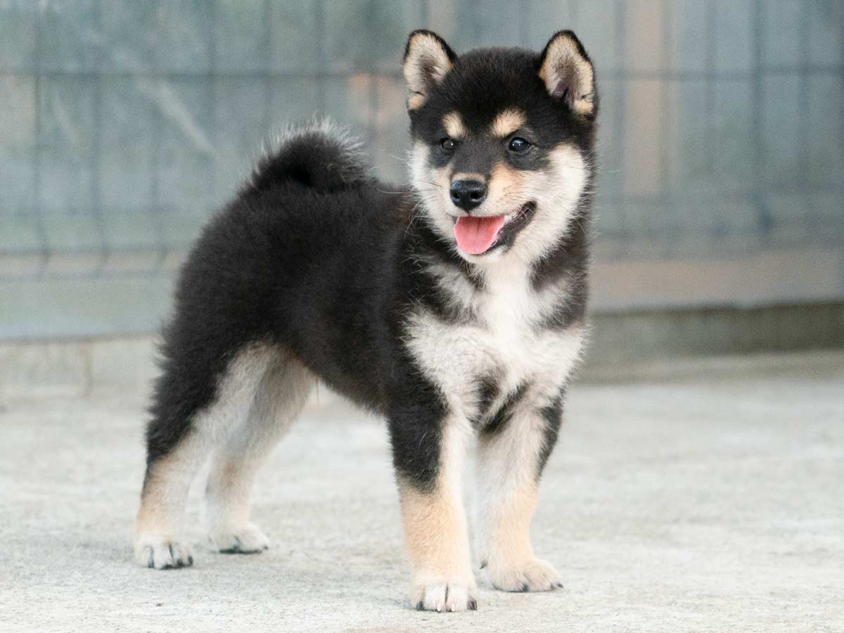 黒柴 黒柴オス子犬】ID4580の詳細情報と購入ガイド｜価格・血統・保証