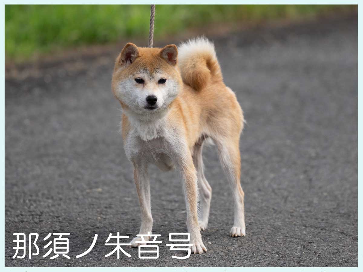 那須ノ朱音号