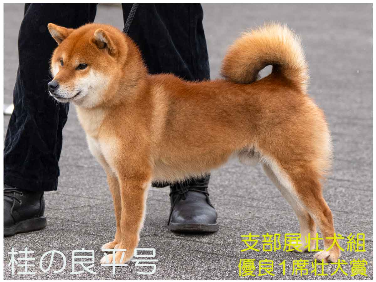 赤柴オス子犬】ID4590の価格・血統・保証内容｜安心の購入ガイド