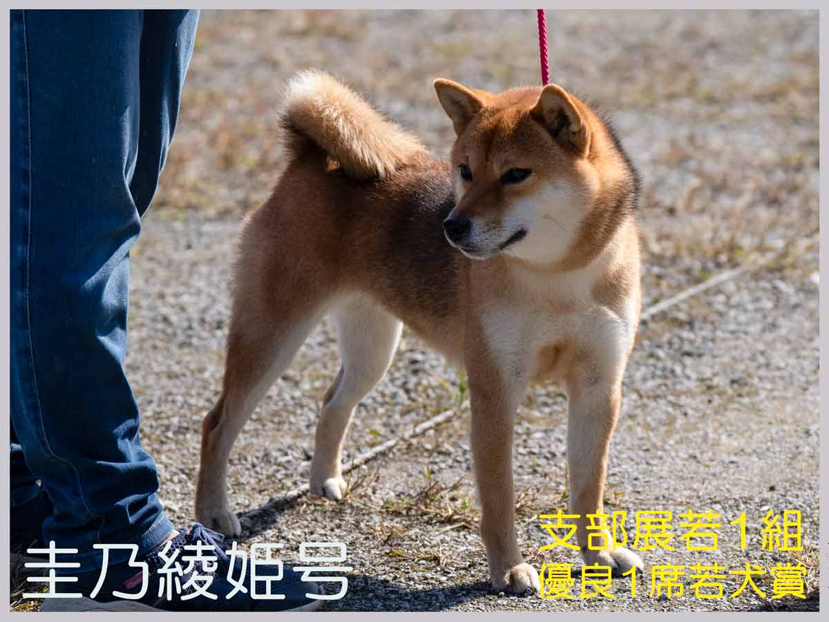 【中古】 赤いリード 柴犬ハッピーとの日々/ラ・テール出版局/伊藤正代 中古】 赤いリード 柴犬ハッピーとの日々/ラ・テール出版局/伊藤