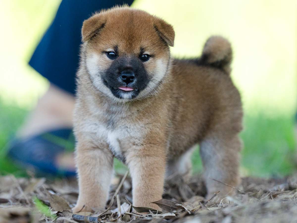 犬 Amazon.co.jp: Puhang 犬ドア 犬用ペットフェンス 安全ゲート