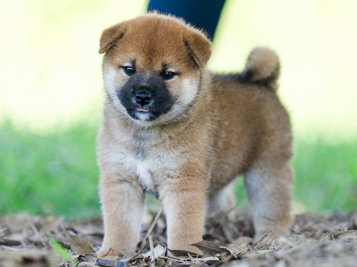 赤柴オス子犬】ID4589の価格・血統・保証内容｜安心の購入ガイド