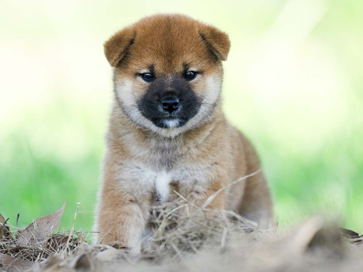 赤柴オス子犬】ID4589の価格・血統・保証内容｜安心の購入ガイド