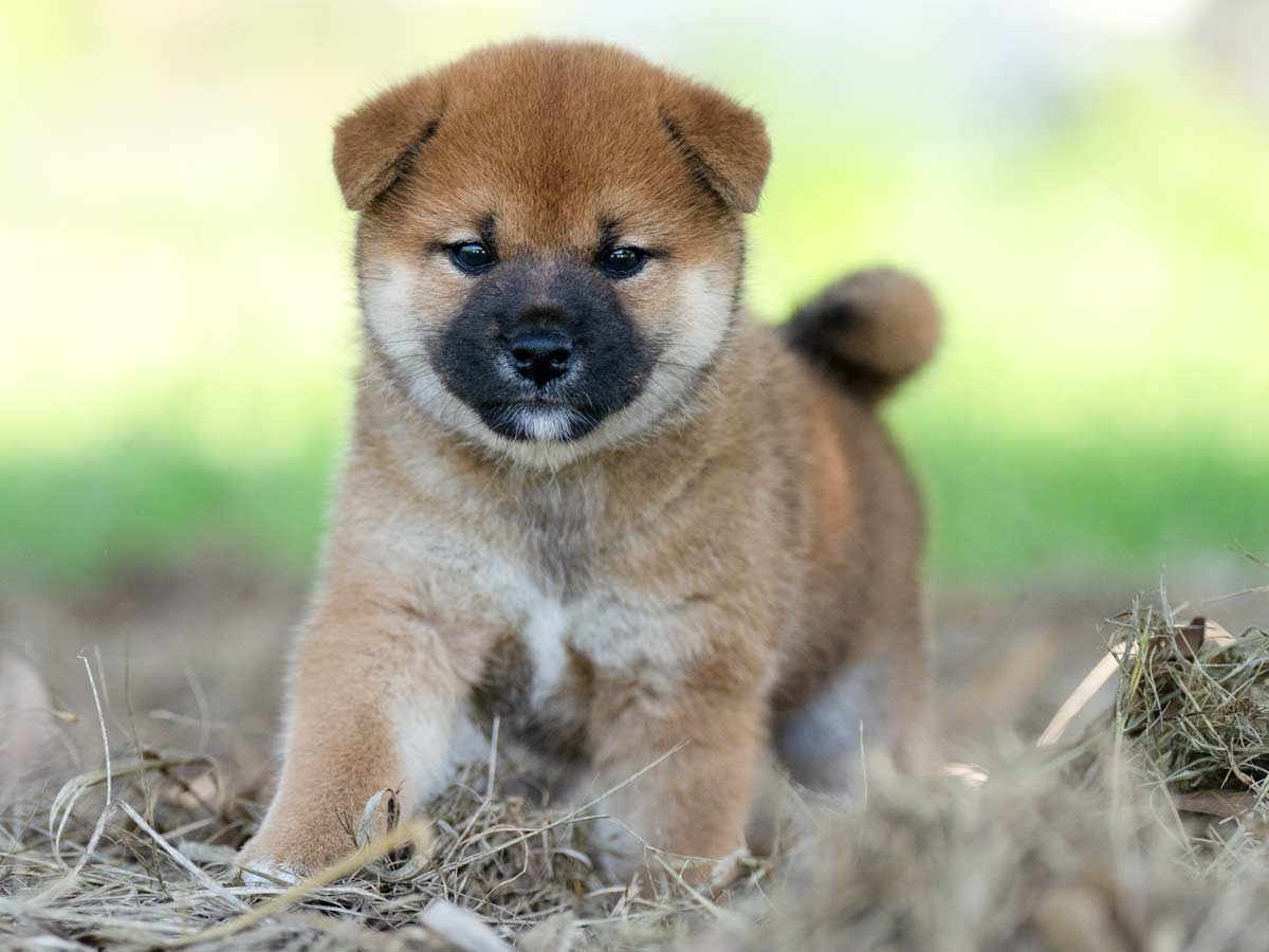 赤柴オス子犬】ID4589の価格・血統・保証内容｜安心の購入ガイド