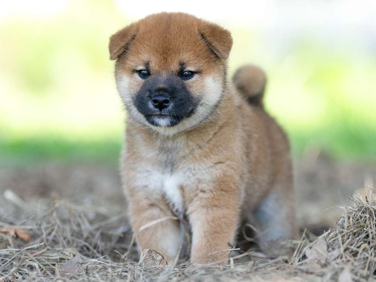 柴犬 赤柴オス子犬】ID4589の価格・血統・保証内容｜安心の購入ガイド