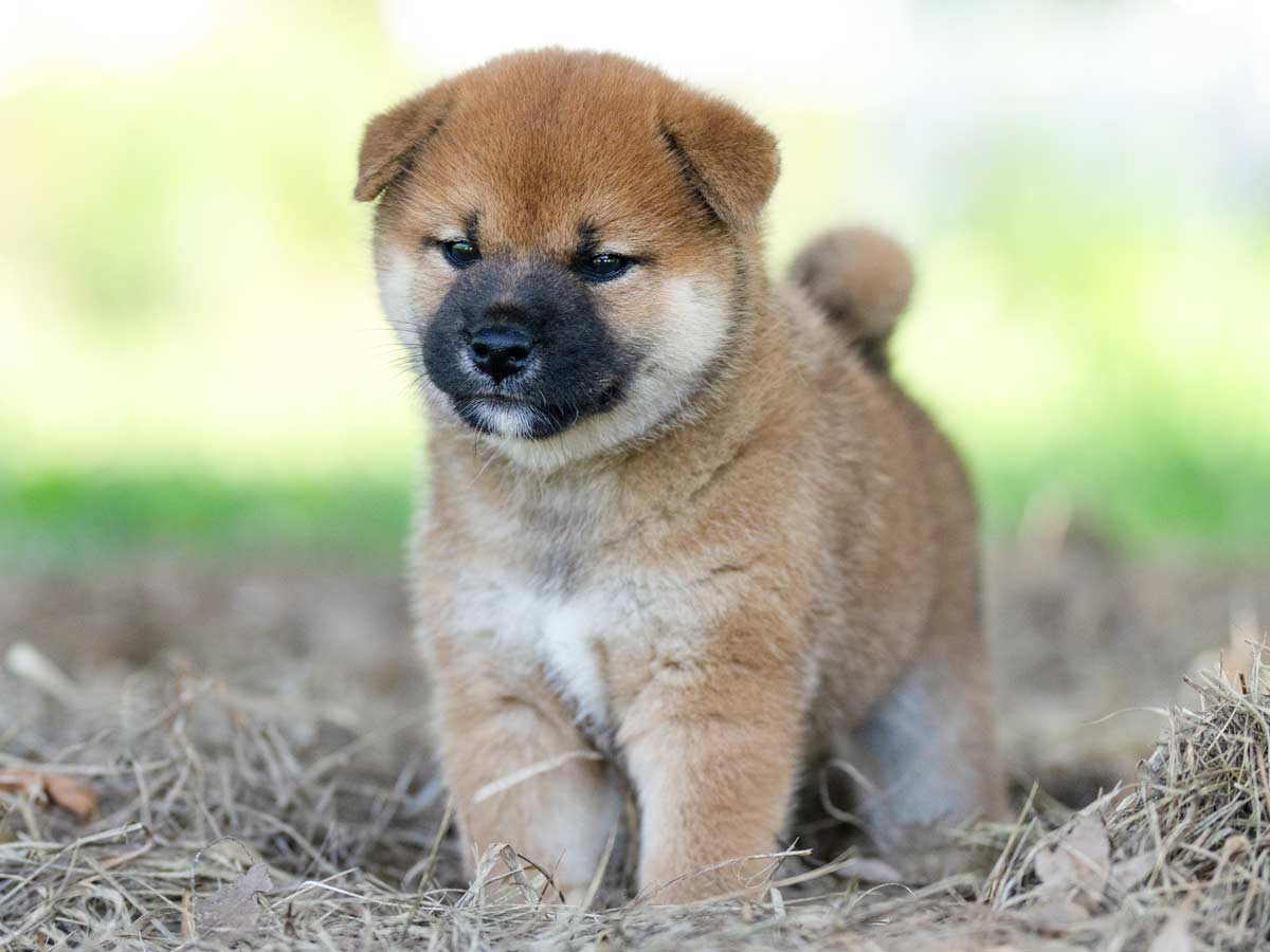 赤柴オス子犬】ID4589の価格・血統・保証内容｜安心の購入ガイド