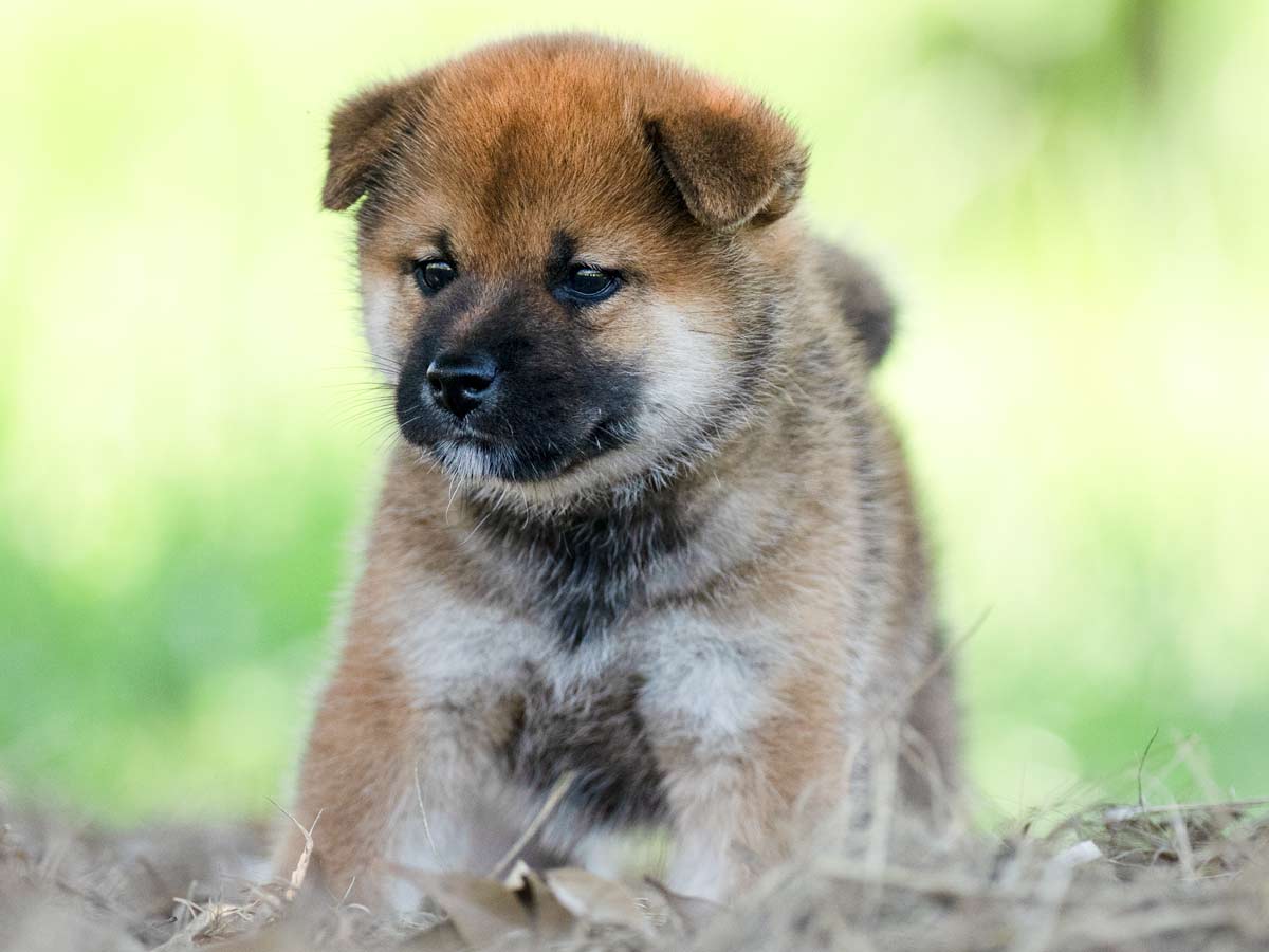赤柴オス子犬】ID4590の価格・血統・保証内容｜安心の購入ガイド