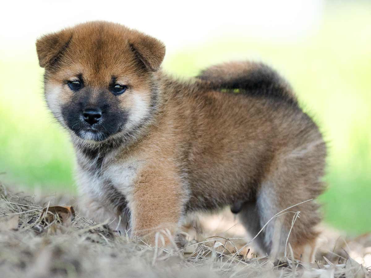 赤柴オス子犬】ID4590の価格・血統・保証内容｜安心の購入ガイド