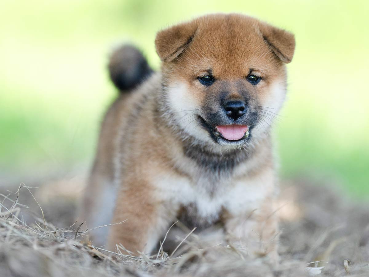 赤柴 赤柴オス子犬】ID4591の価格・血統・保証内容｜安心の購入ガイド