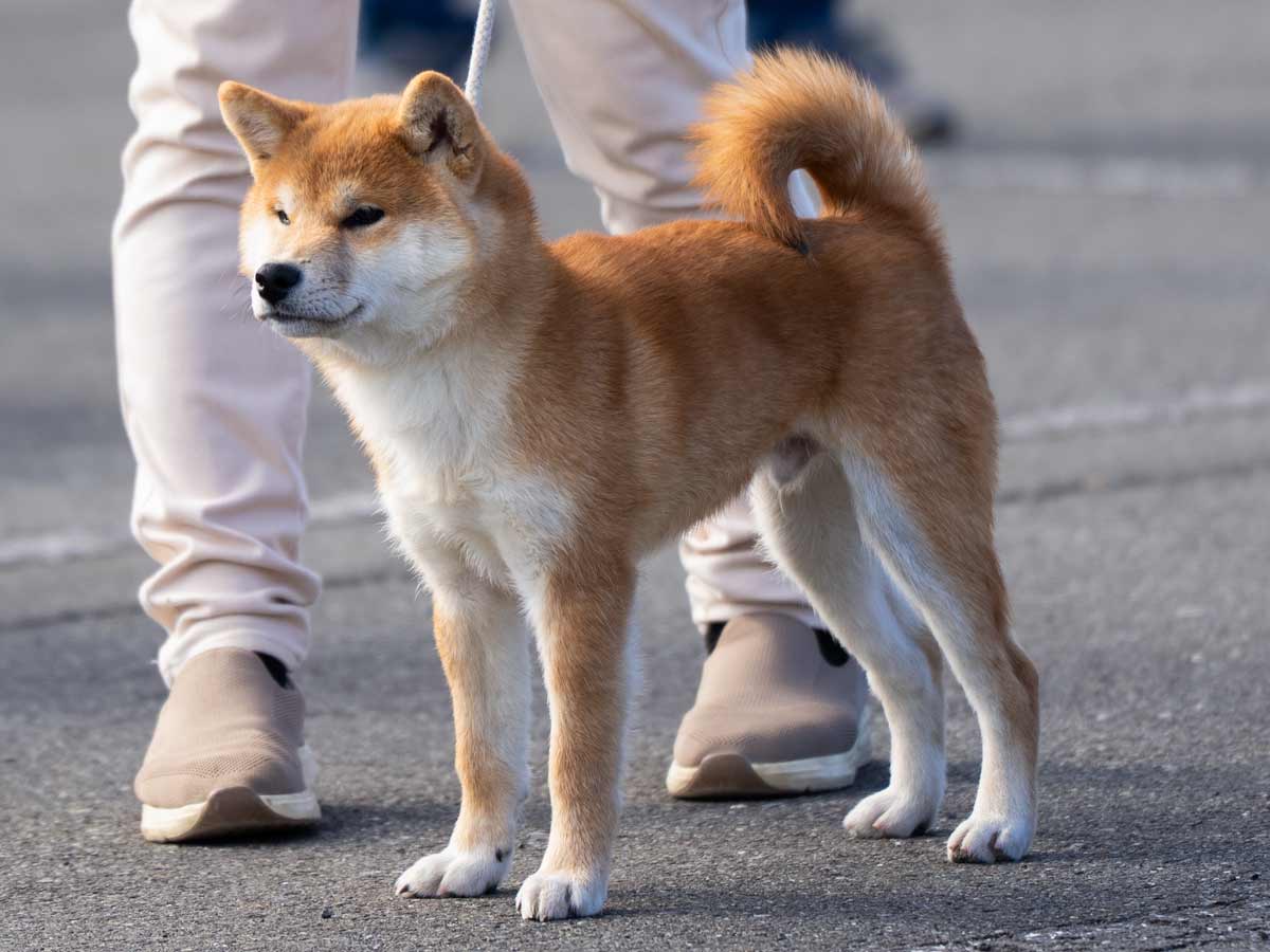 赤柴オス子犬】ID4599の価格・血統・保証内容｜安心の購入ガイド【東京