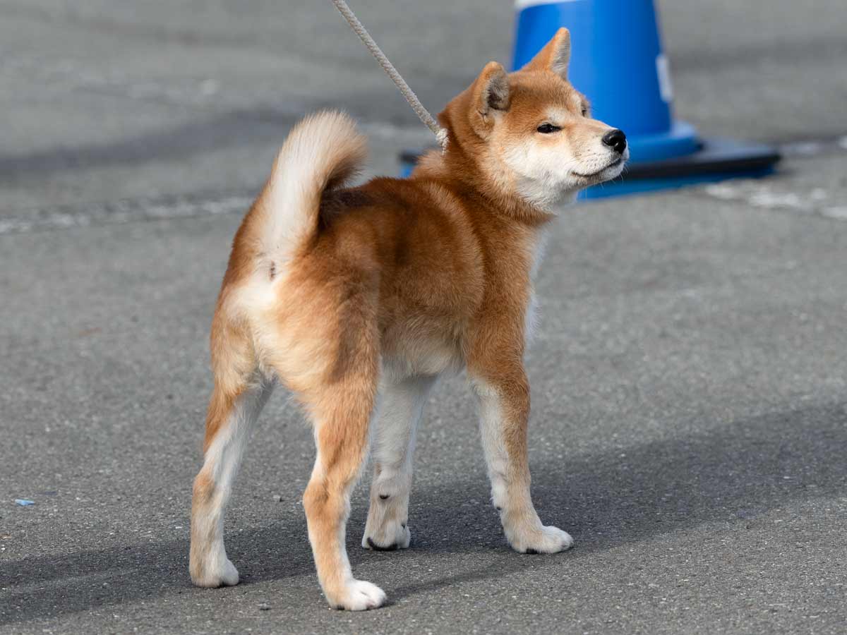 赤柴オス子犬】ID4599の価格・血統・保証内容｜安心の購入ガイド【東京