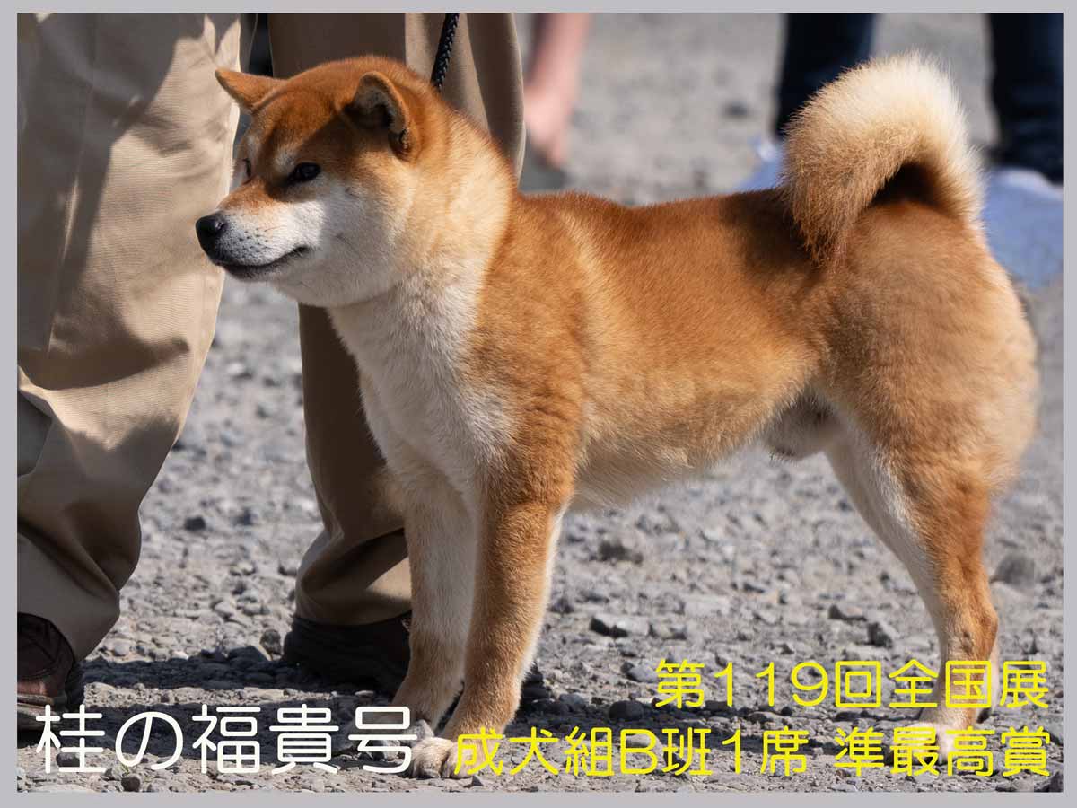 桂の福貴号 桂の福貴号