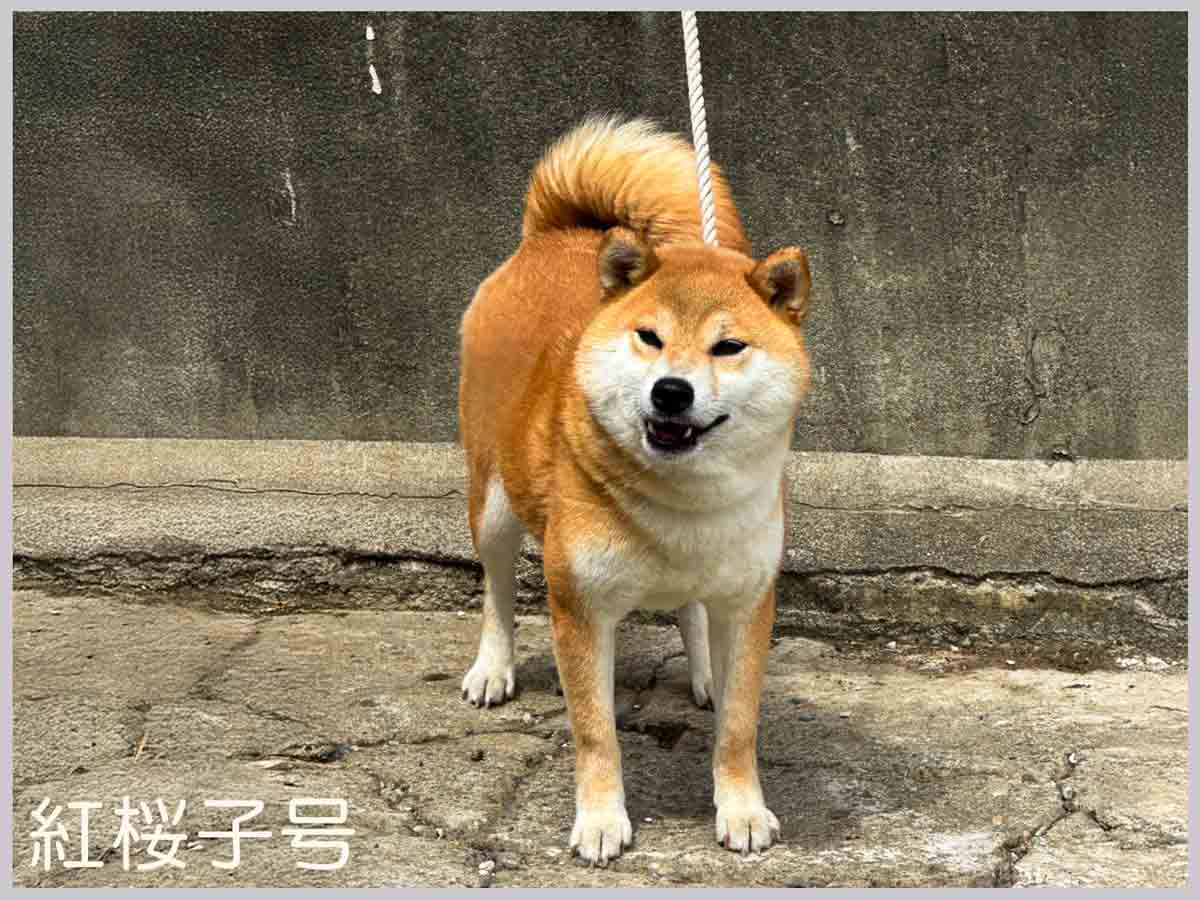 紅桜子号