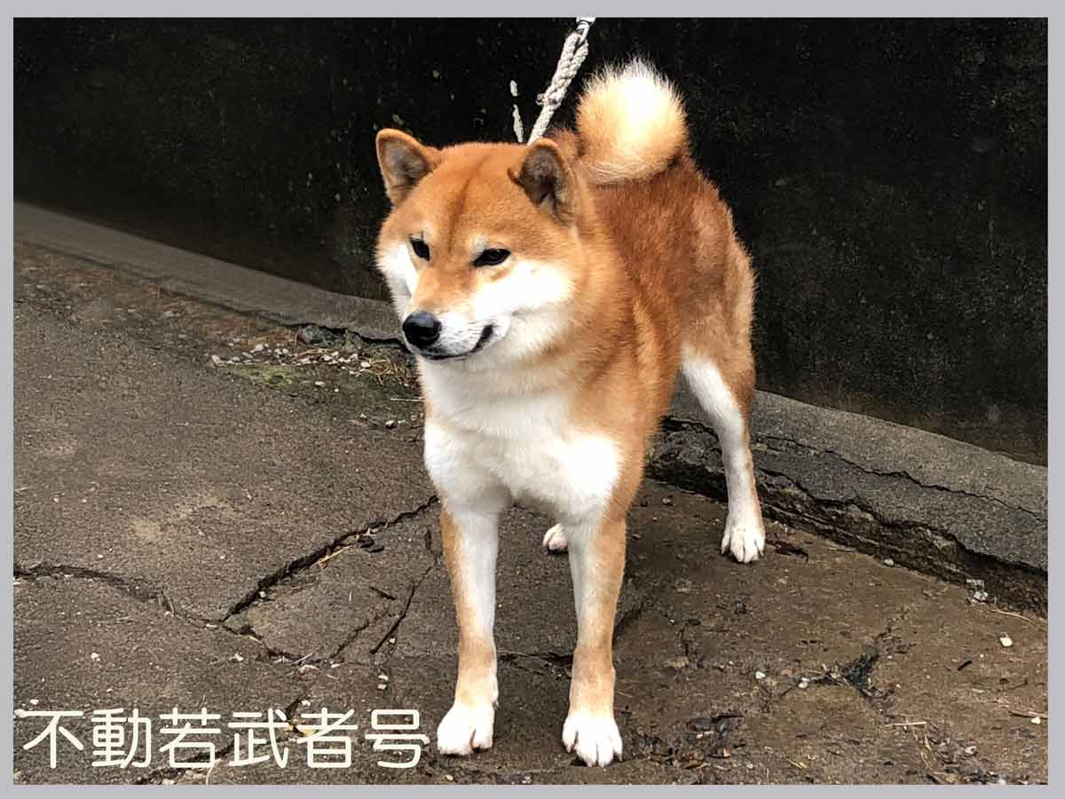 不動若武者号