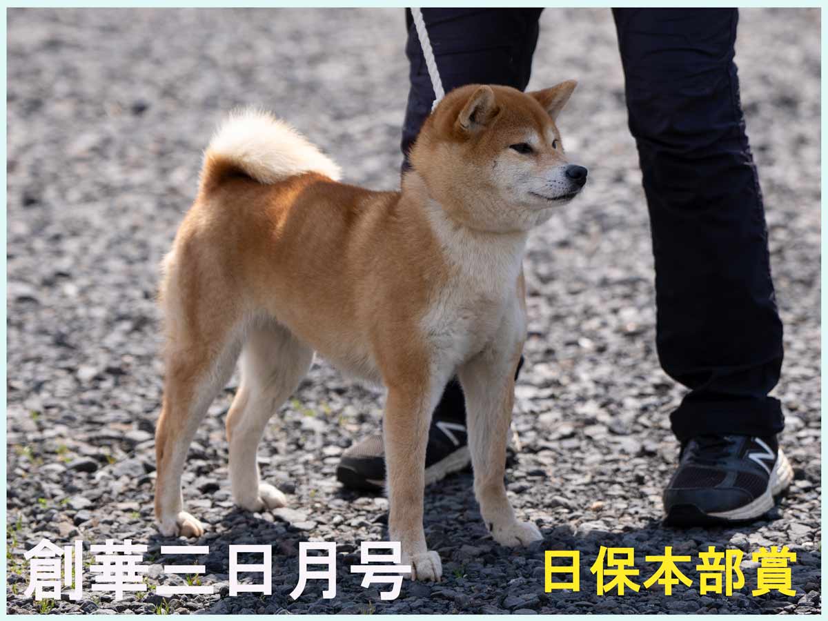 創華三日月号（創華の竜心・創華雛美月）