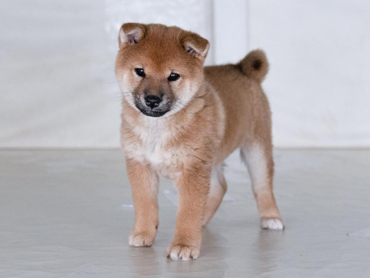 赤柴メス子犬】ID4607の詳細情報と購入ガイド｜価格・血統・保証内容