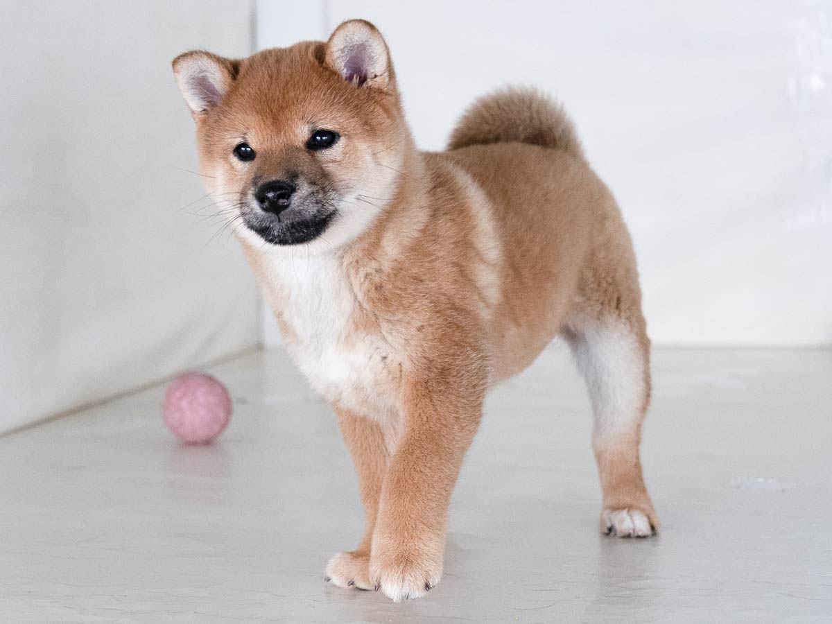 赤柴犬様×4 赤柴メス子犬】ID4607の詳細情報と購入ガイド｜価格・血統・保証内容