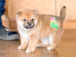 柴犬種雄「豊後勝鷹号」｜赤柴オス｜名血統を受け継ぐ期待の若手｜子犬