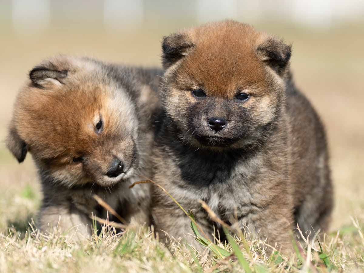 DSC02186-Edit DSC02186-Edit