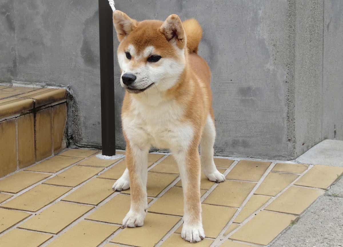 赤犬 赤柴オス子犬】ID4606の価格・血統・保証内容｜安心の購入ガイド【東京