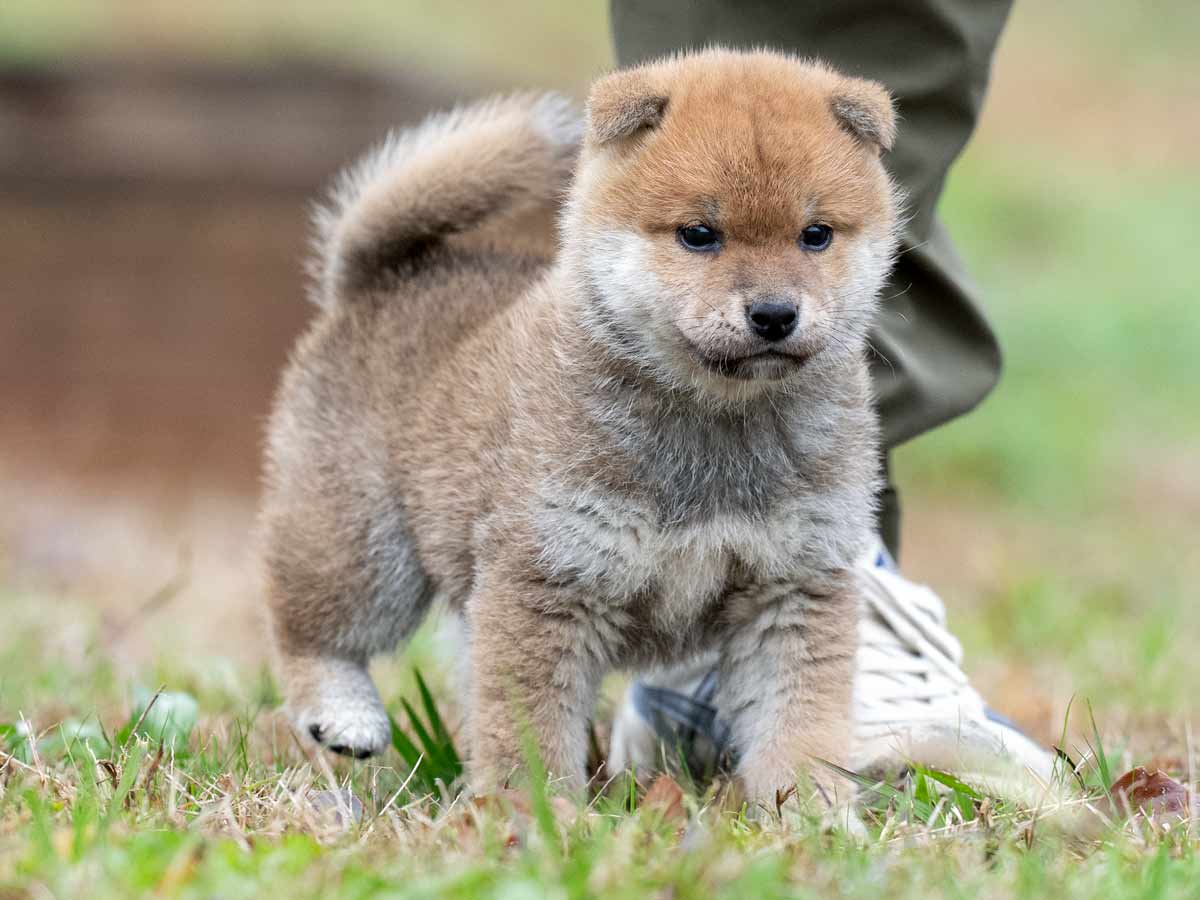 赤柴オス子犬】ID4613の価格・血統・保証内容｜安心の購入ガイド【千葉