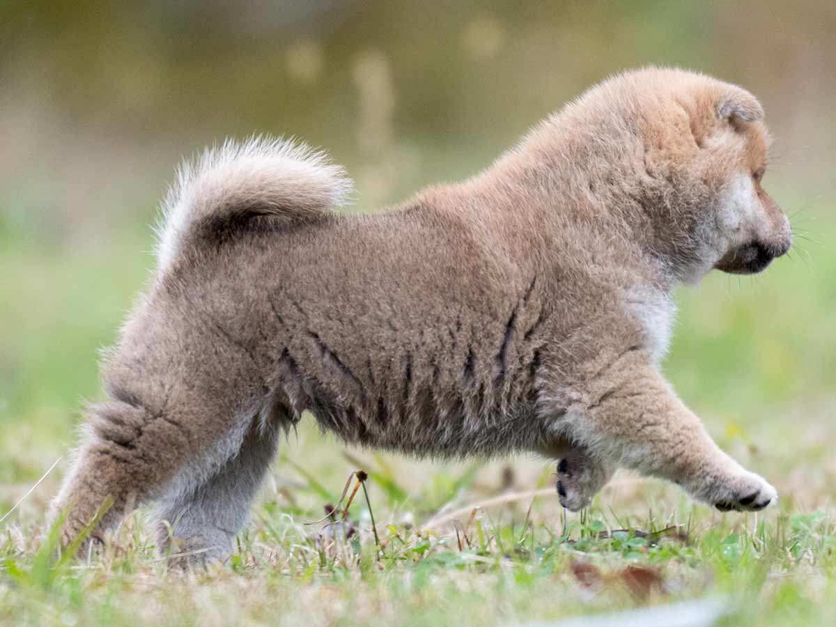 赤柴オス子犬】ID4613の価格・血統・保証内容｜安心の購入ガイド【千葉