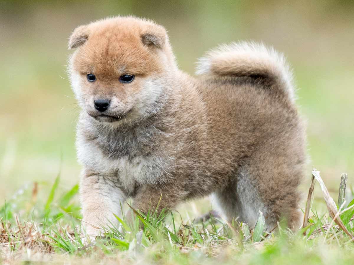 赤柴オス子犬】ID4613の価格・血統・保証内容｜安心の購入ガイド【千葉