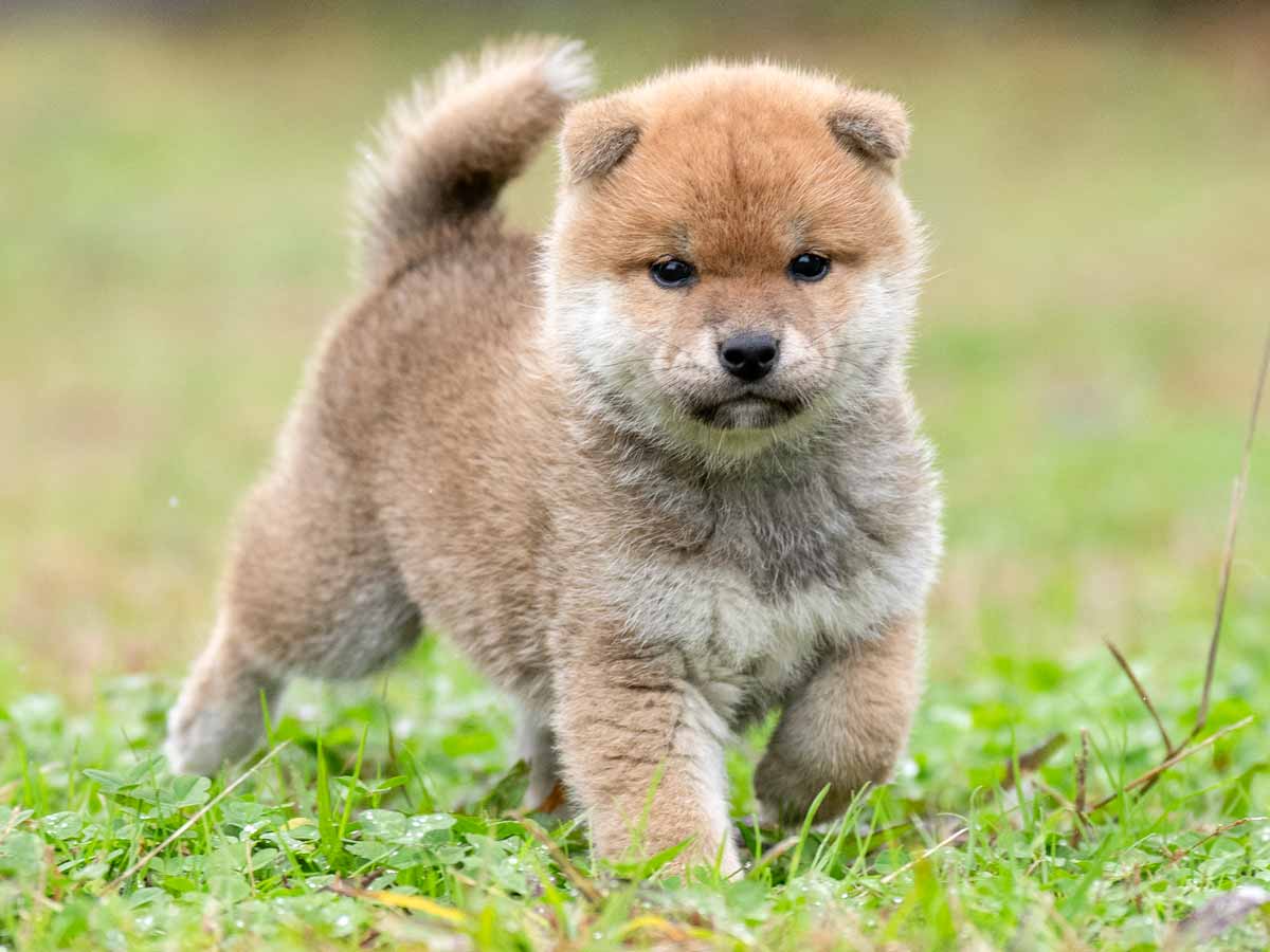 赤柴オス子犬】ID4613の価格・血統・保証内容｜安心の購入ガイド【千葉