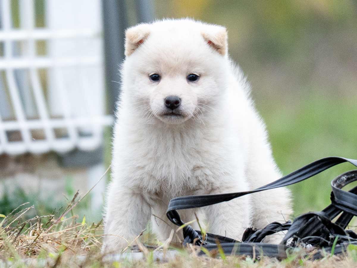 白柴メス子犬】ID4614の価格・血統・保証内容｜安心の購入ガイド【千葉
