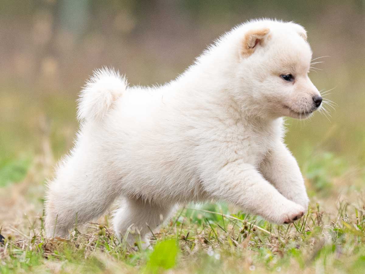 白柴メス子犬】ID4614の価格・血統・保証内容｜安心の購入ガイド【千葉