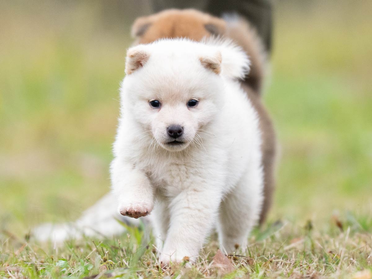 白柴メス子犬】ID4614の価格・血統・保証内容｜安心の購入ガイド【千葉