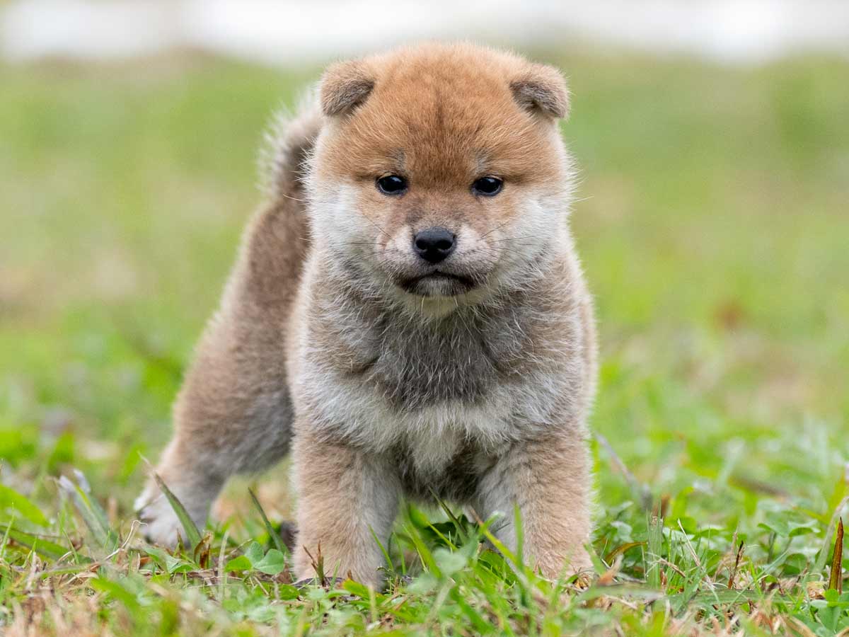 柴犬 赤柴オス子犬】ID4613の価格・血統・保証内容｜安心の購入ガイド【千葉