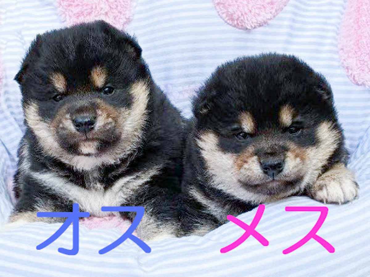 黒柴子犬販売 | ID4622 | 完全保証付き | 三重・東京対応 | 柴犬専門