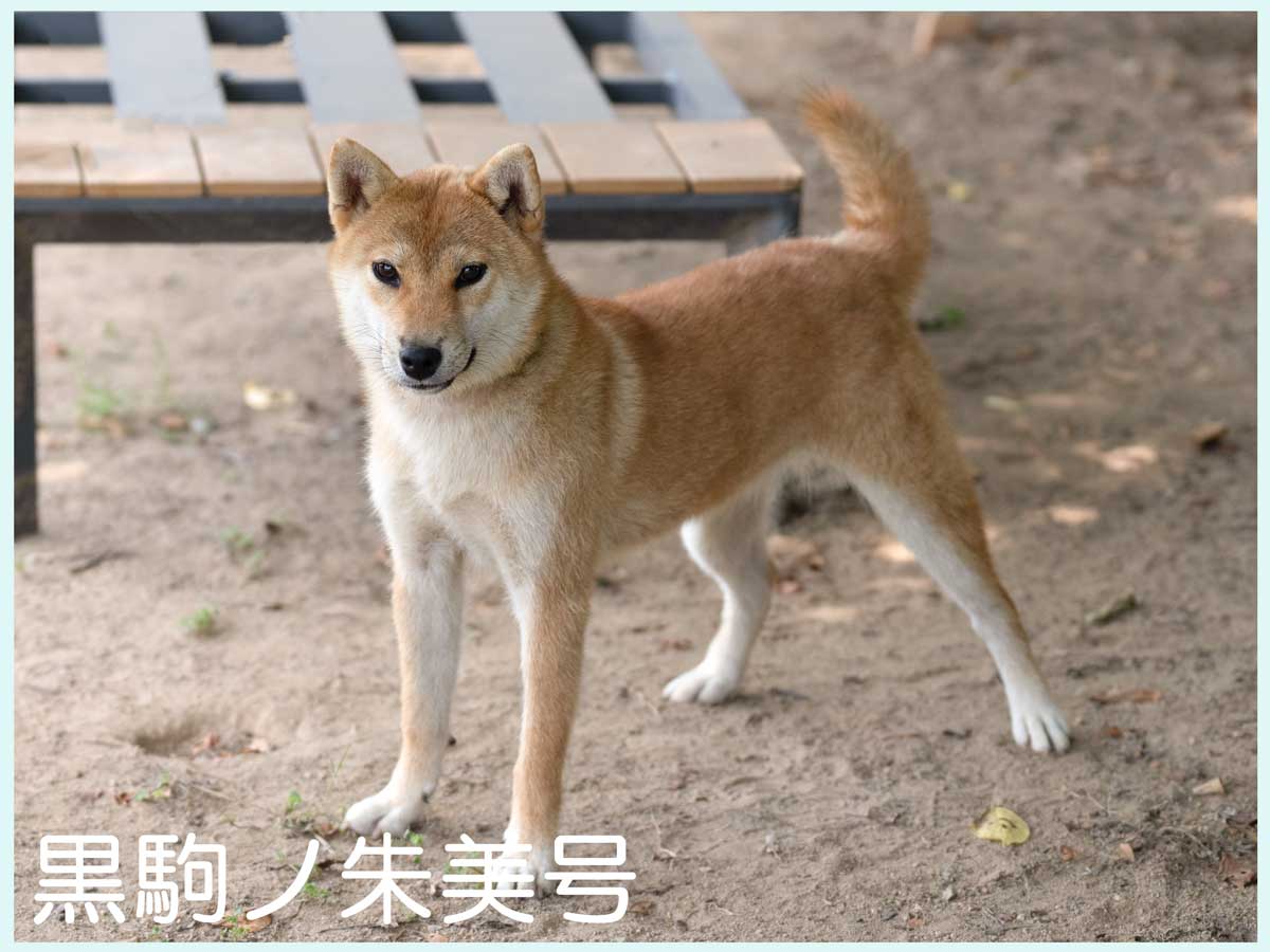 黒駒ノ朱美号 黒駒ノ朱美号