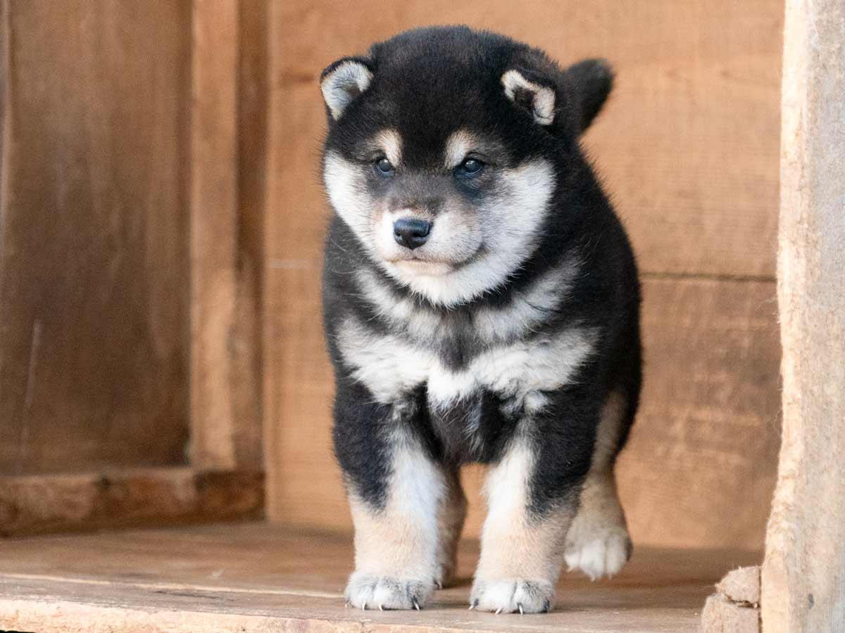 L*a様 うちの子けだまだま 犬 黒柴　柴犬　正規品　セルフペイント　新品未使用 L*a様 うちの子けだまだま 犬 黒柴 柴犬 正規品 セルフペイント 新品未使用